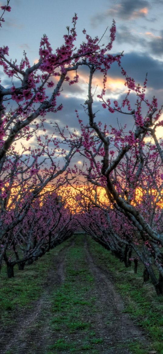 trees, gardens, trails