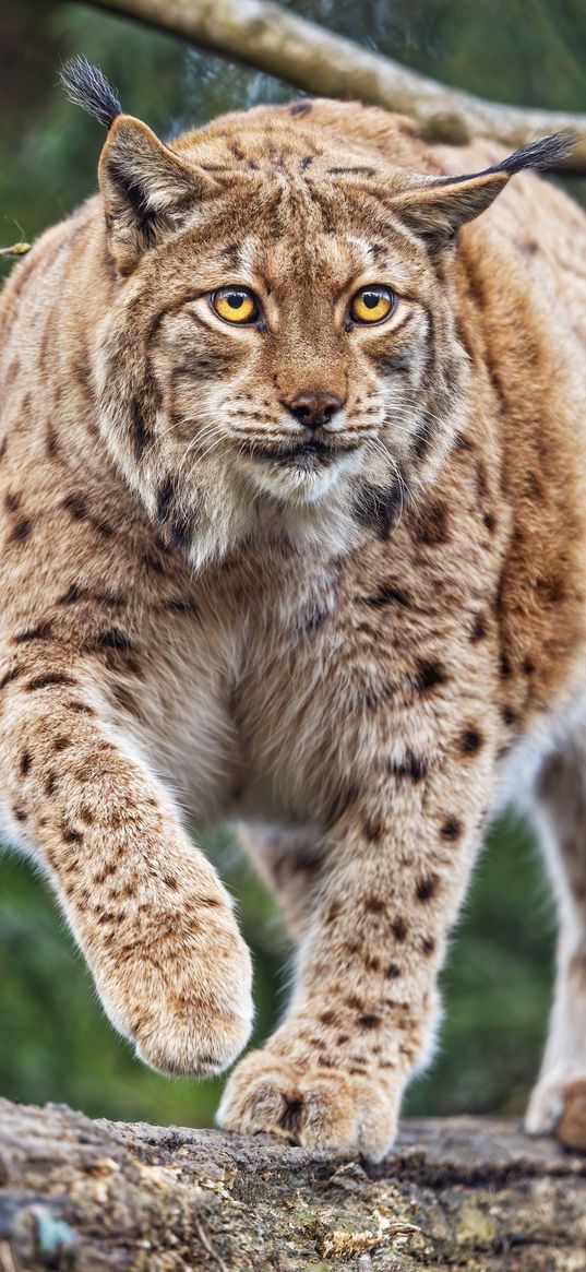 lynx, ears, animal, predator, movement