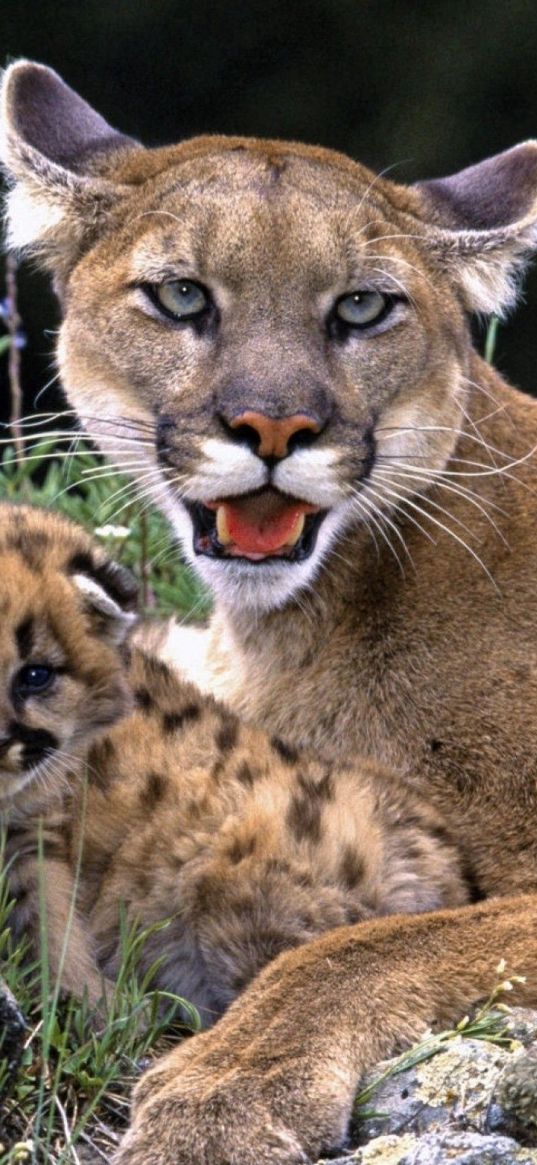 puma, cubs, care