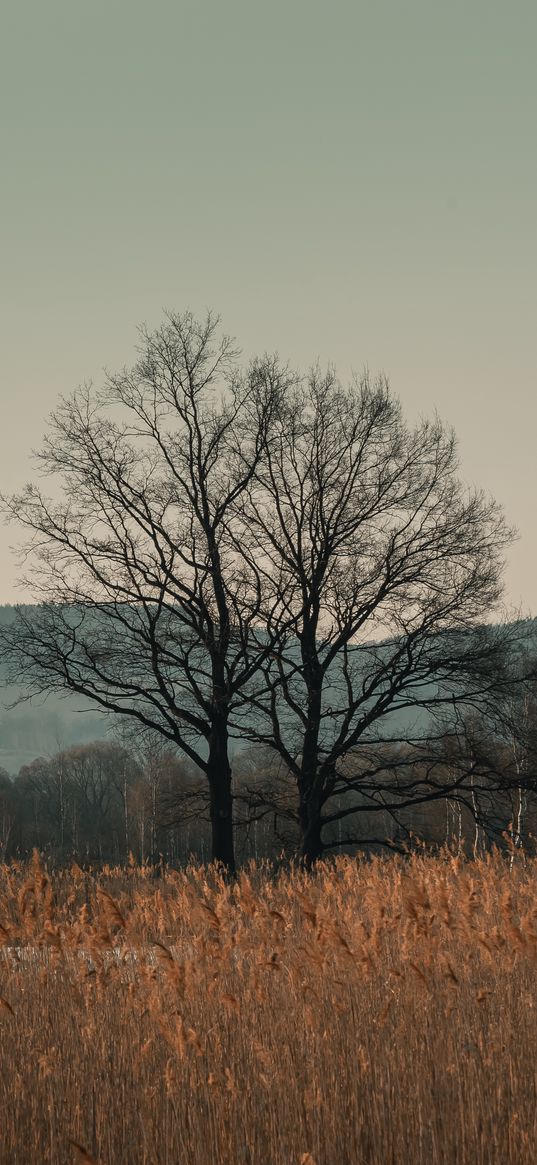 trees, grass, hills, landscape