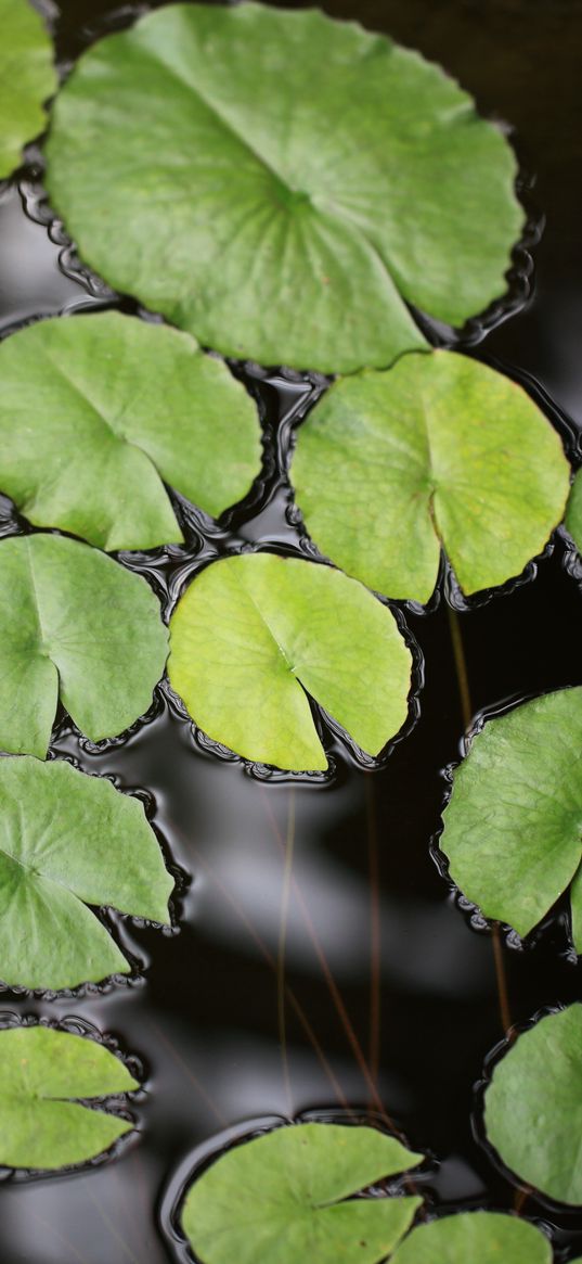 water lily, leaves, pond, water