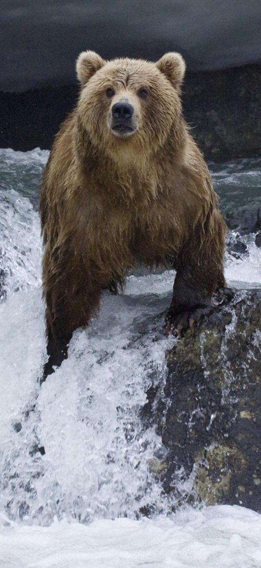 bear, water, current, stones