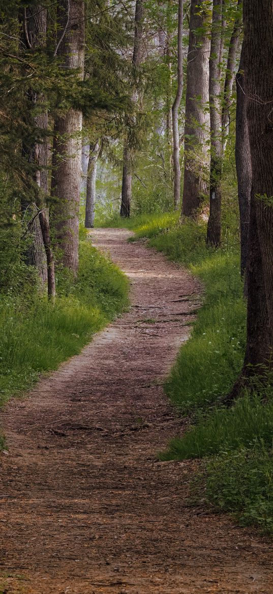 trail, forest, trees, grass, nature