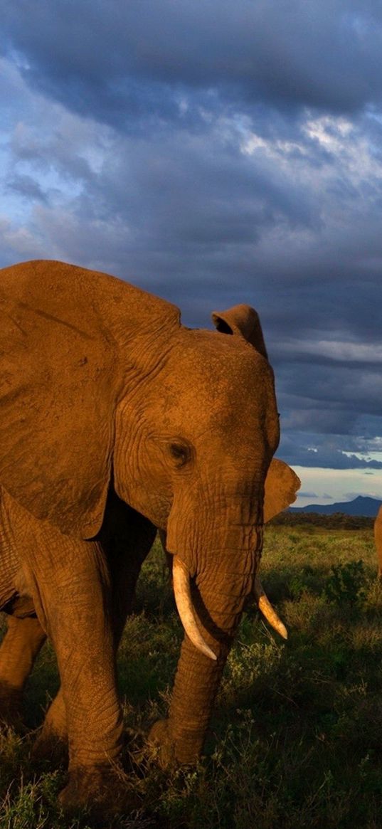 elephants, grass, walk, flock