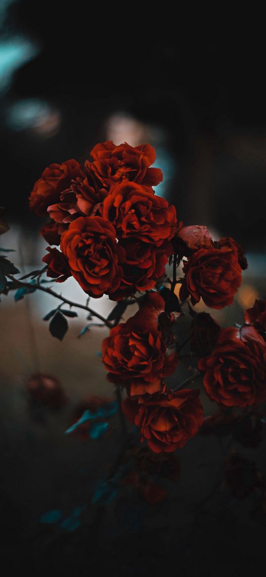 roses, flowers, bush, plant, garden, red, bokeh, nature