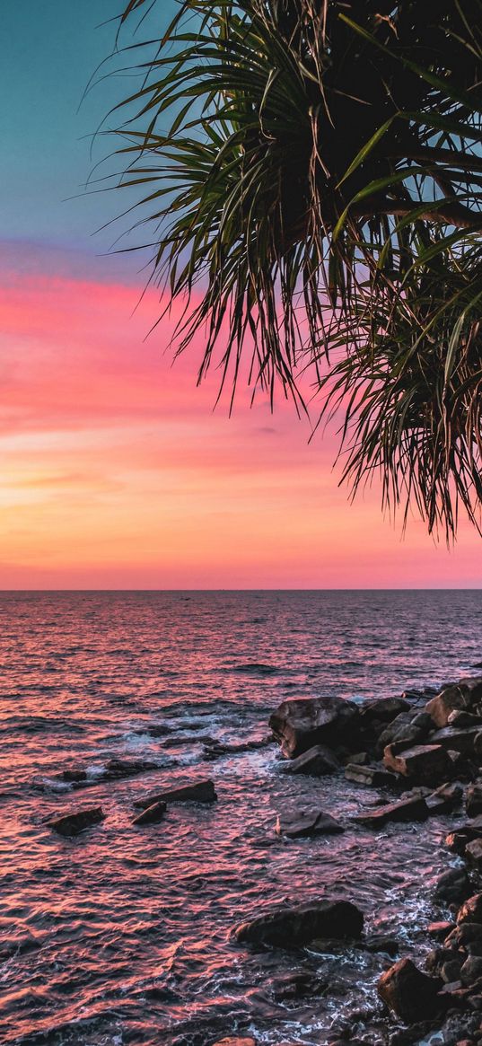 rocks, shore, palm trees, sea, horizon, sunset, clouds, sky, pink, nature