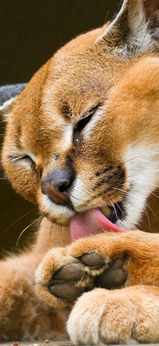 lynx, puma, down, predator, lick