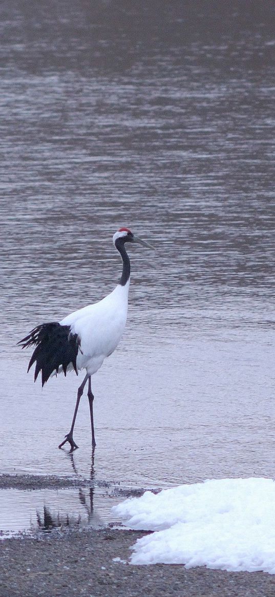 herons, birds, coast, couple, walk