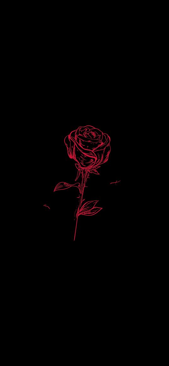 rose, flower, black background, red, minimalism