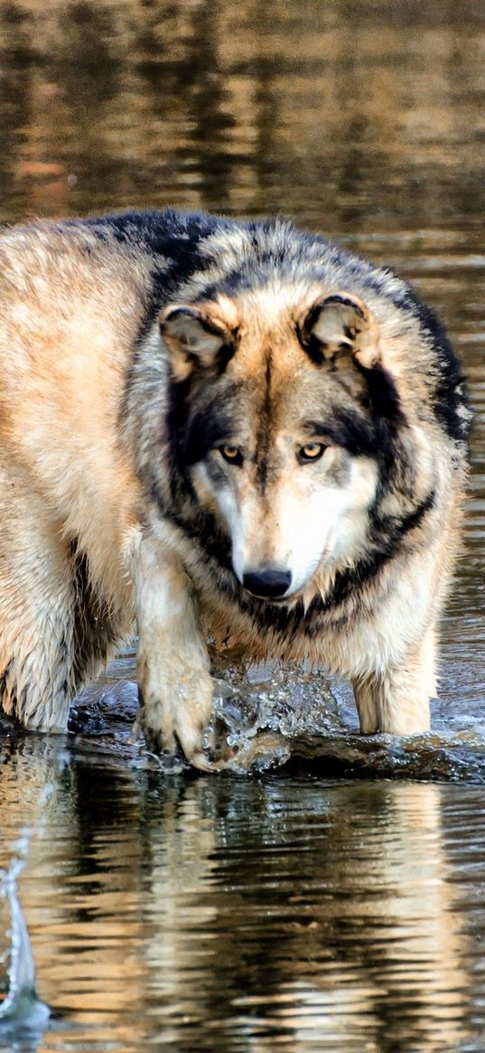 wolf, water, walking, hunting, predator