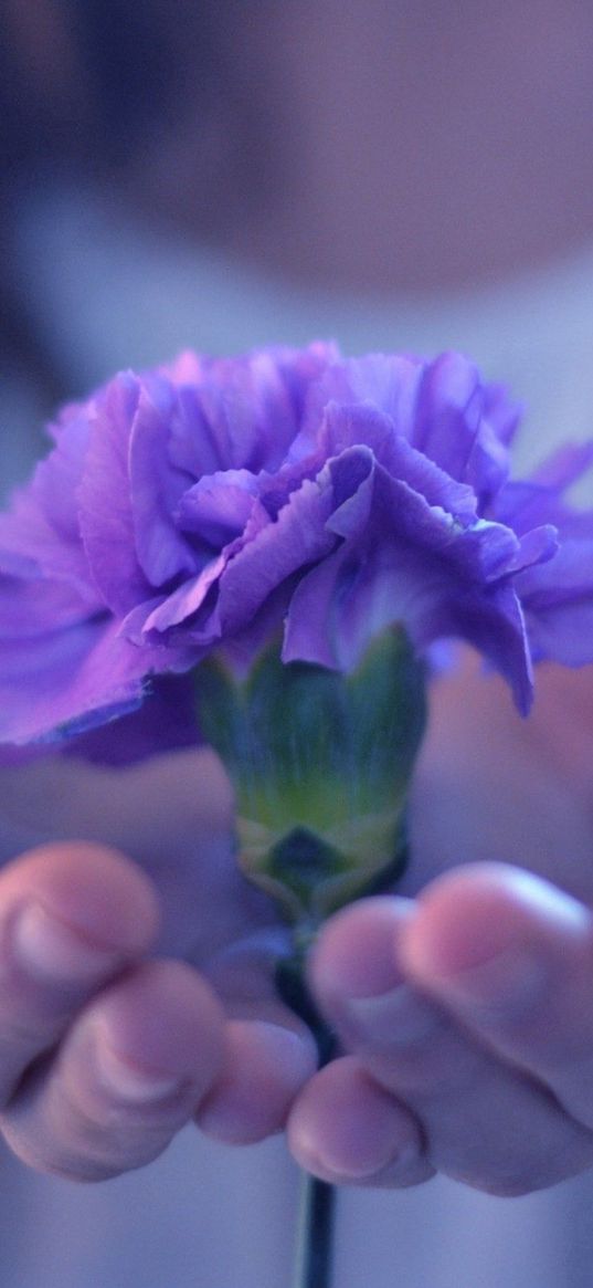 hands, flower, stem, palm