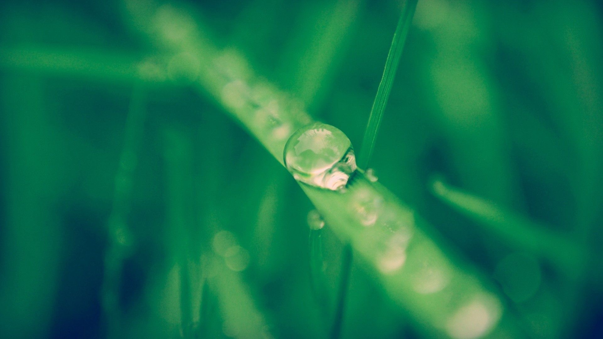 grass, dew drops, green