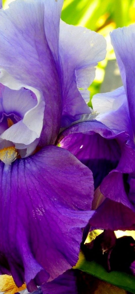 irises, flowers, petals, lilac