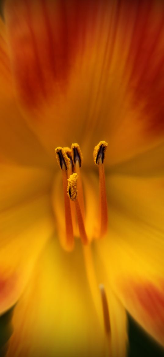 pollen, flower, macro, orange