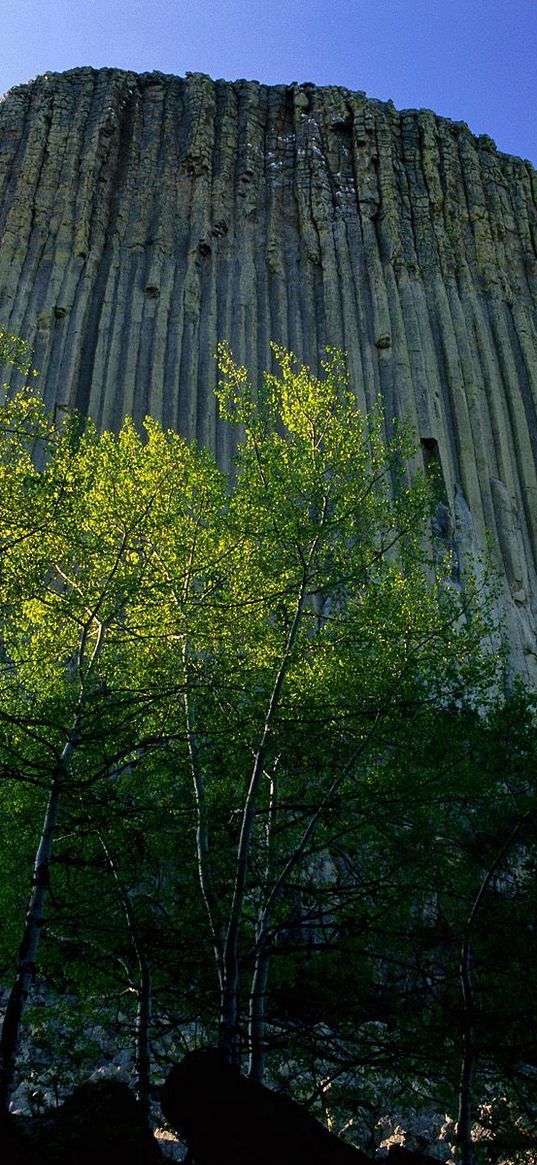 devils tower national monument, wyoming, mountain, trees, height