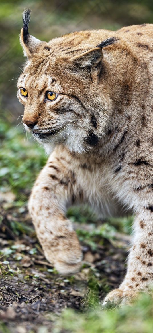 lynx, predator, animal, movement, wildlife