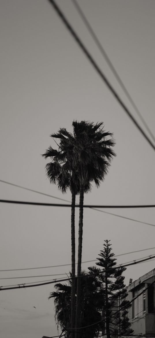 city, palm trees, south, wires, black and white