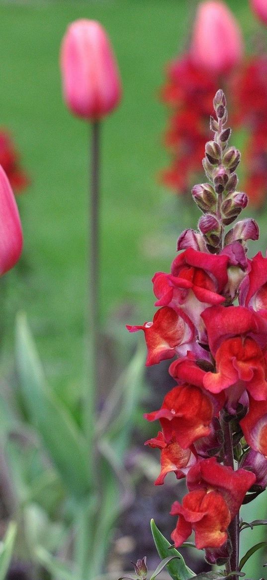 tulips, flowers, plant, stalk