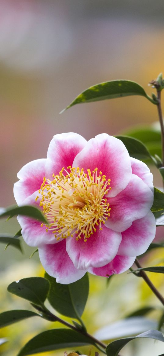 camellia, flower, petals, macro, pink, leaves