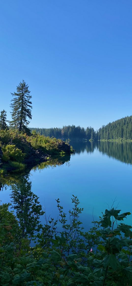 lake, trees, forest, shore, landscape