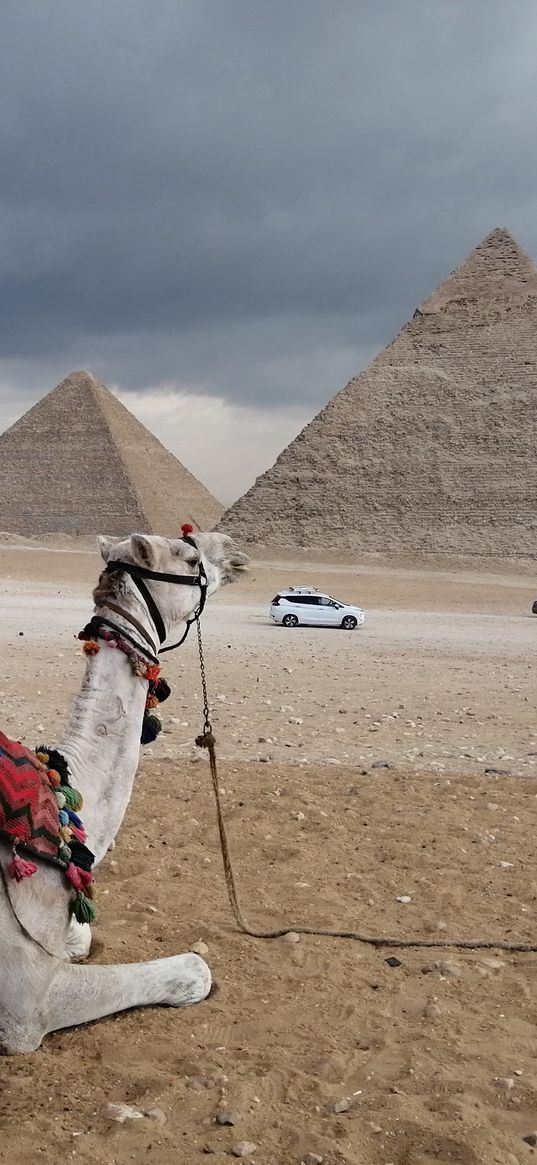 camel, animal, pyramids, sand, egypt