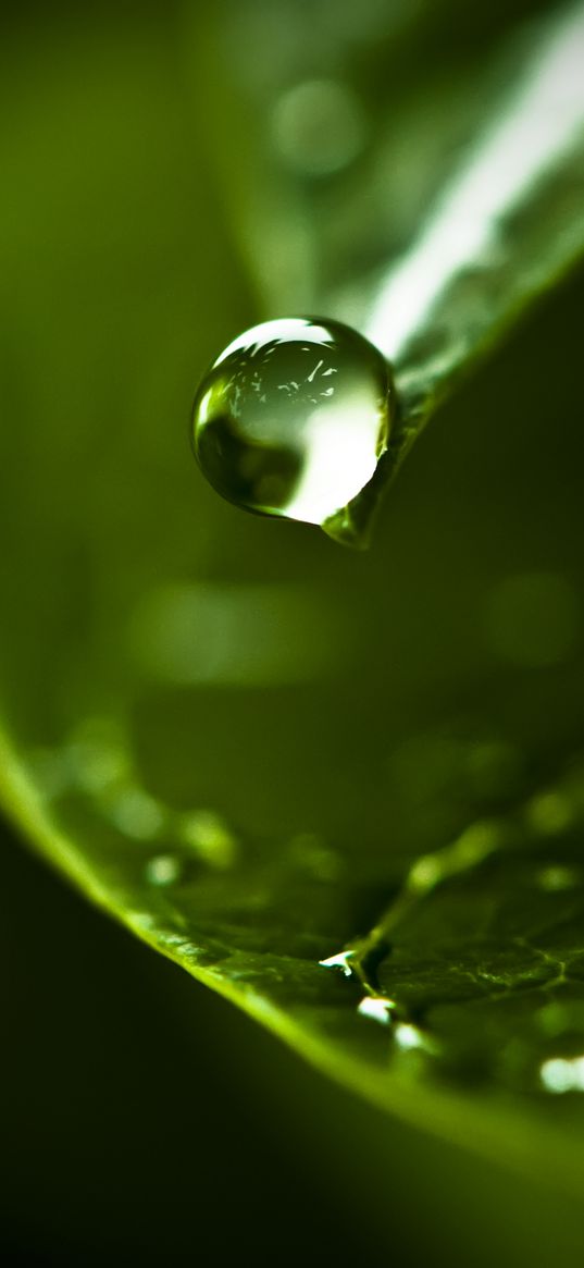 drop, water, dew, leaf, macro