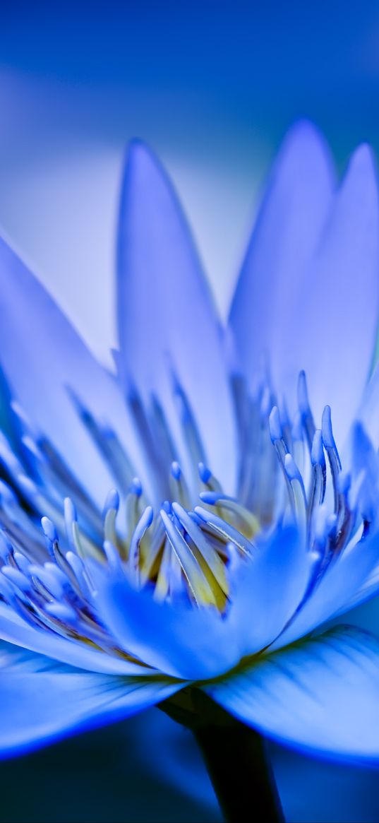 lotus, petals, flower, blue, macro