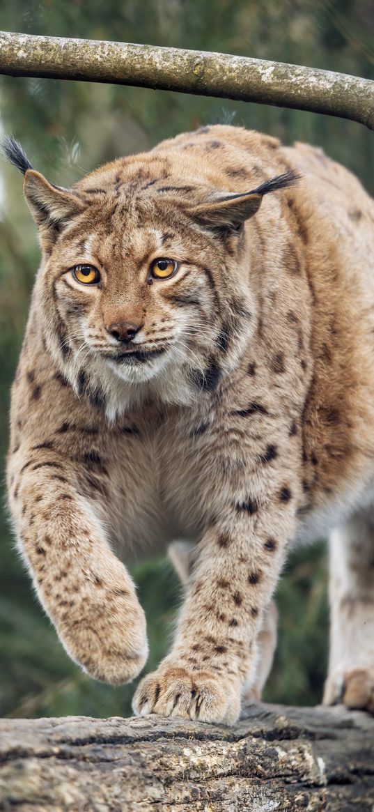 lynx, big cat, animal, predator, wildlife