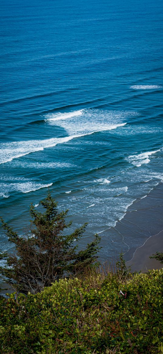 coast, sea, waves, foam, trees, landscape