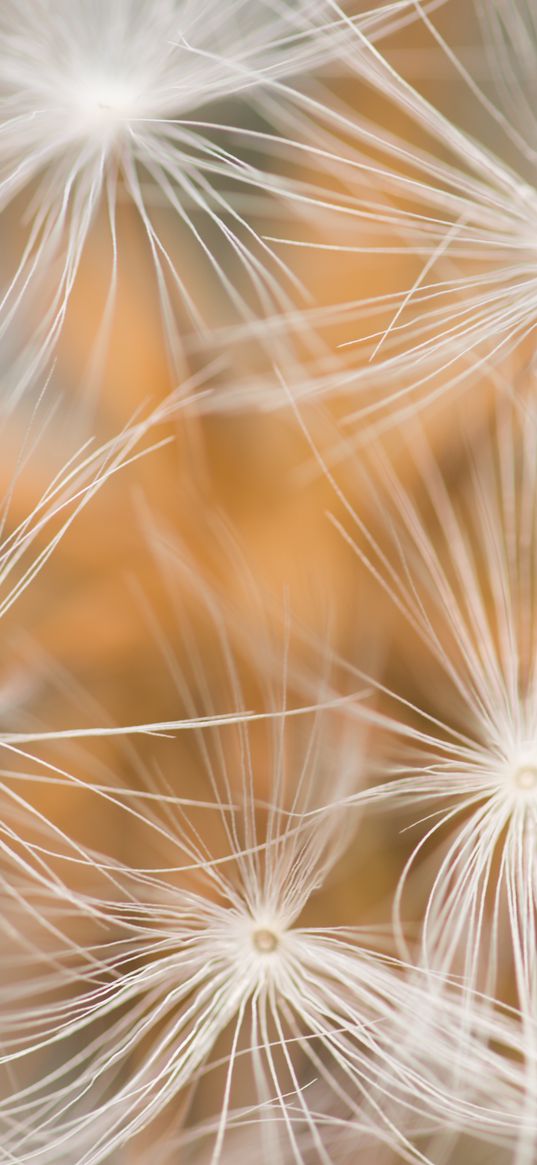 dandelion, fluff, macro, white