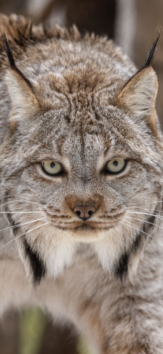 lynx, eyes, ears, predator, big cat, animal