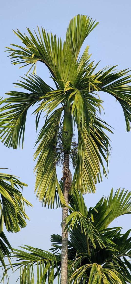 palm, tree, leaves, green, sky