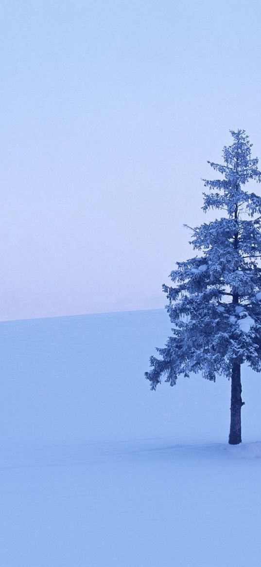 fur-tree, tree, field, snow, winter, hoarfrost