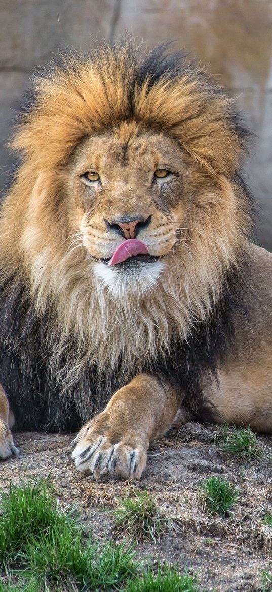 lion, grass, lie down, licking, predator