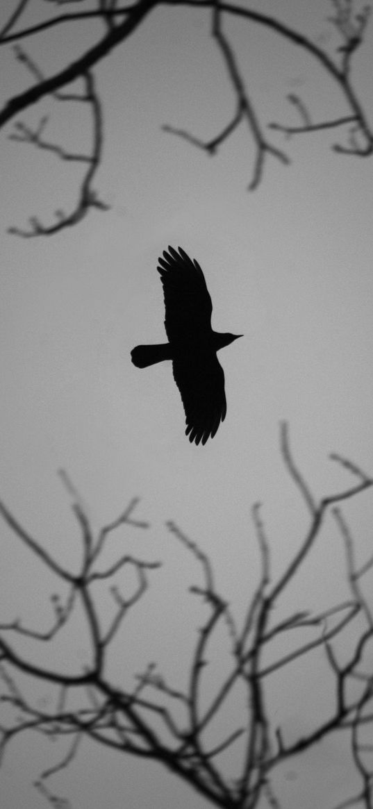 crow, bird, wings, flight, branches, dark