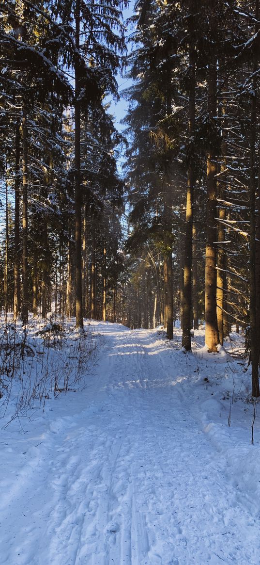 forest, winter, cold, snow, road, nature