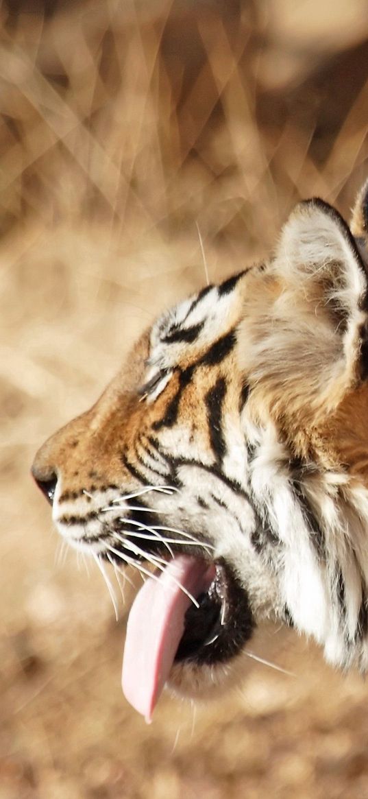 tiger, face, protruding tongue, striped