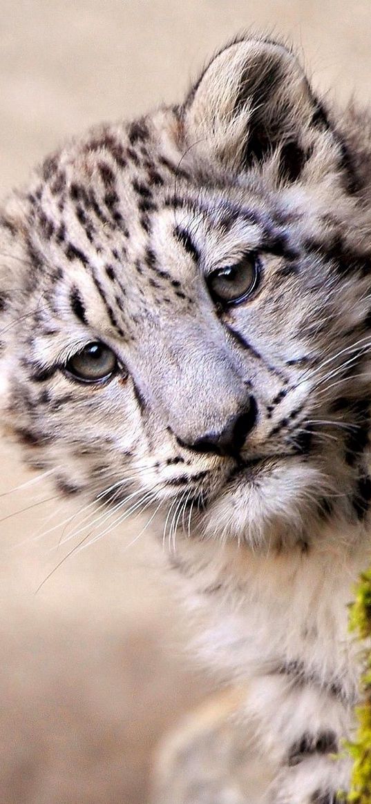 snow leopard, face, young, tree, look out