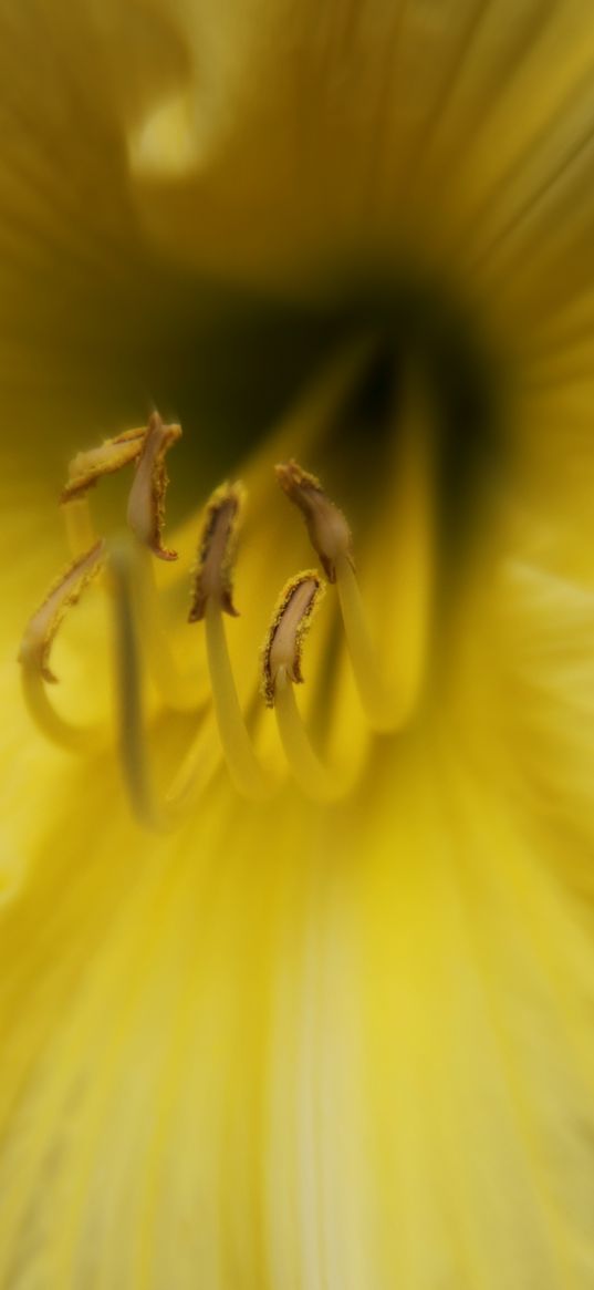 lily, flower, pollen, yellow, macro