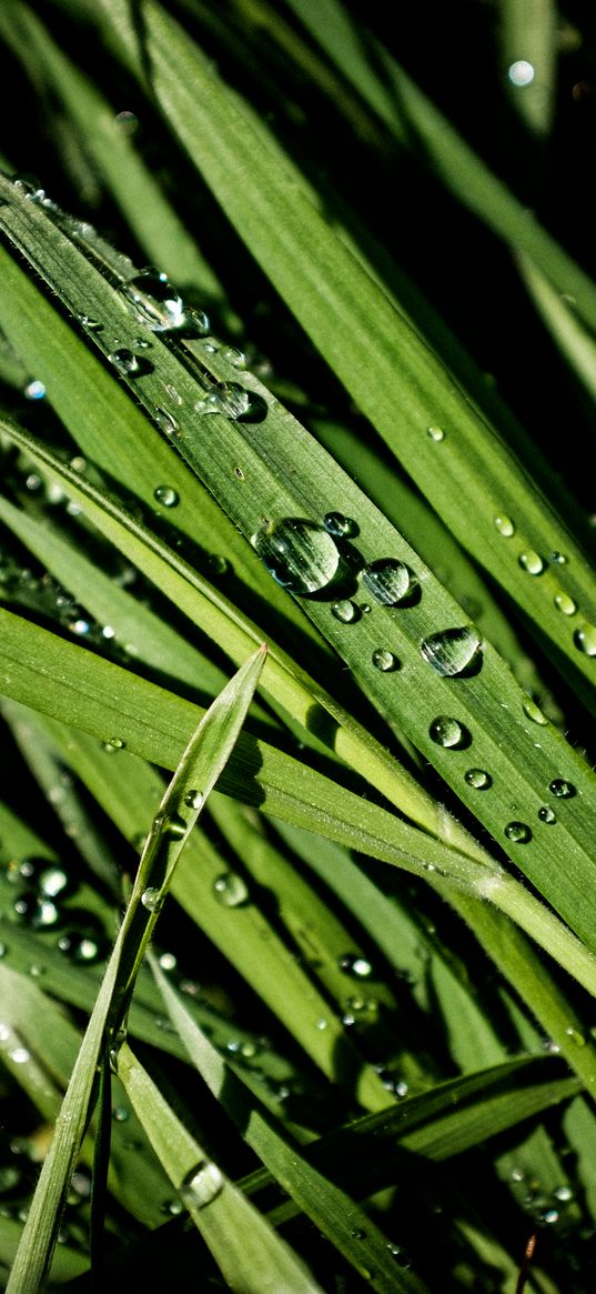 greens, grass, drops, rain, macro