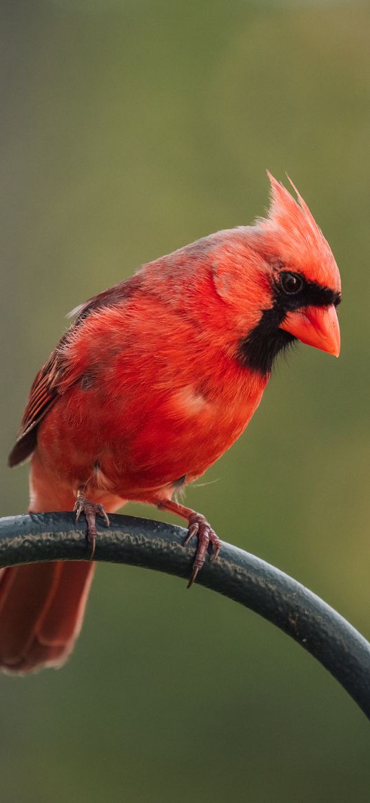 red cardinal, bird, pole, blur