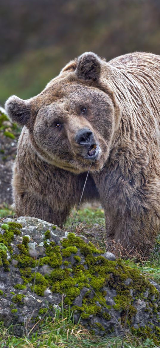 bear, animal, wildlife, stone, moss