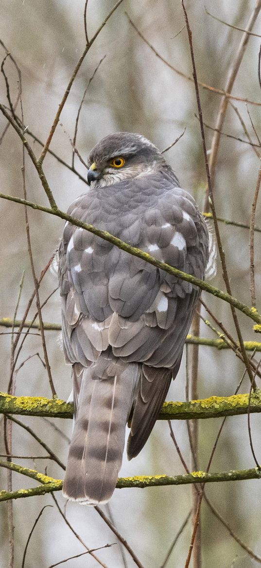 sparrow hawk, hawk, bird, branches