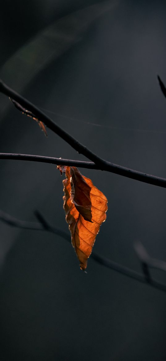 leaves, branch, dry, macro, autumn, blur