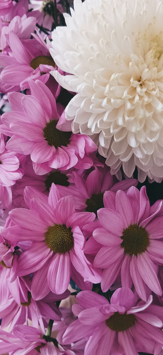 flowers, bouquet, plants, white, pink, nature