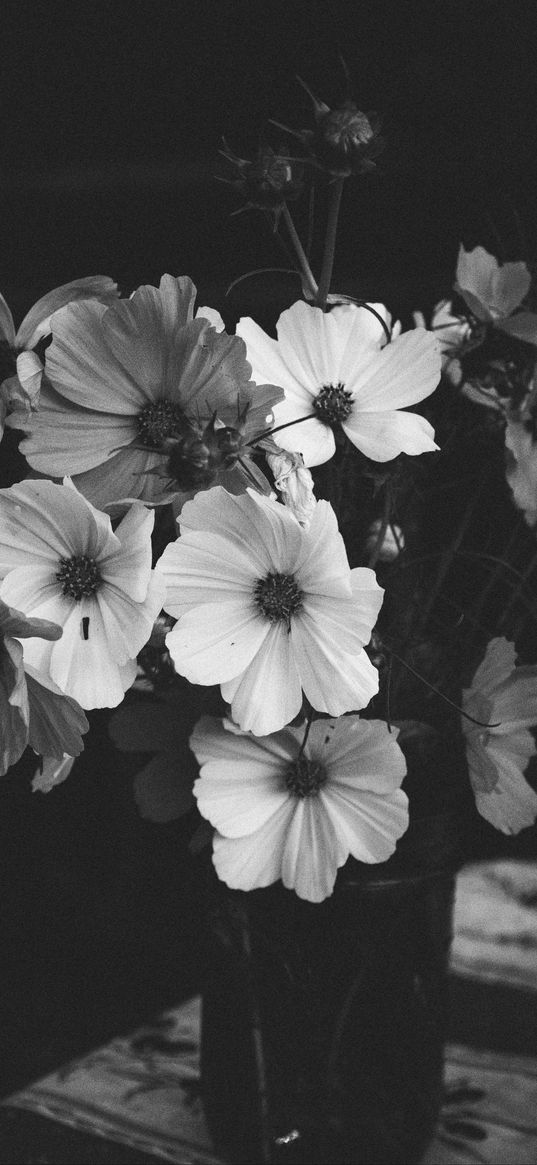 kosmeya, flowers, petals, vase, dark