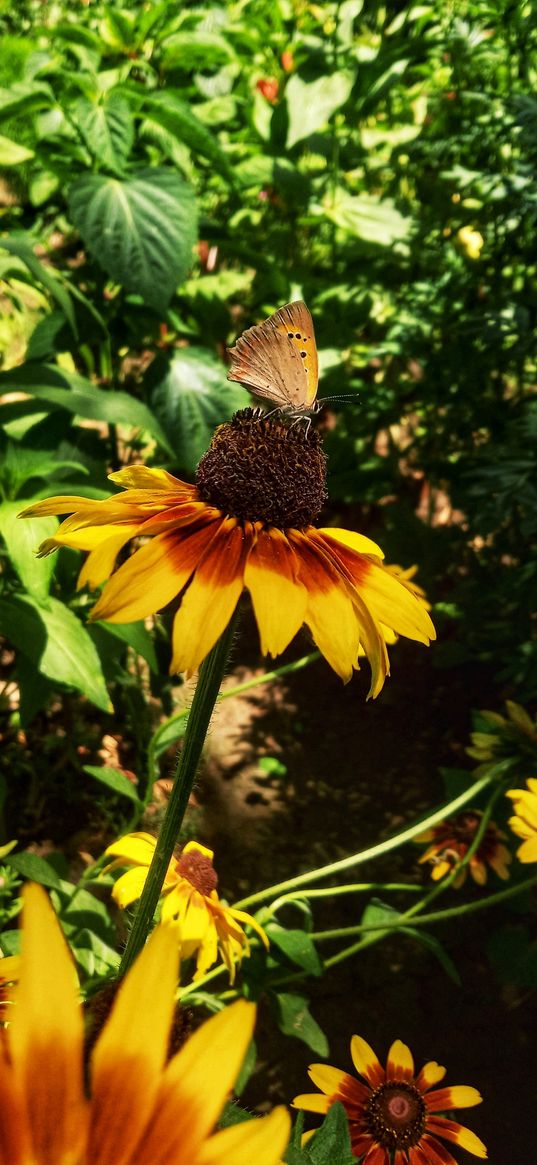 rudbeckia, flower, yellow, butterfly, insect, nature