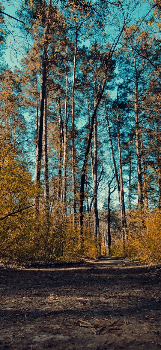 forest, nature, tree, trail, day