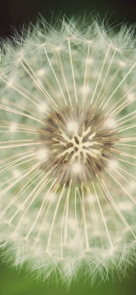 dandelion, fluff, white, green, seeds, flowers