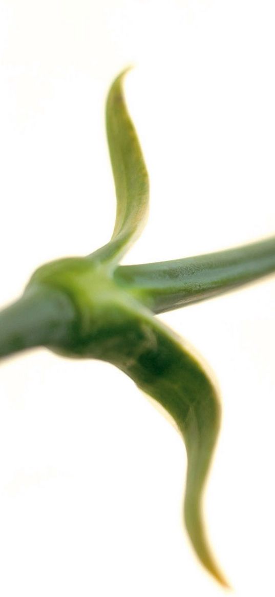 flower, stem, grass, motion blur